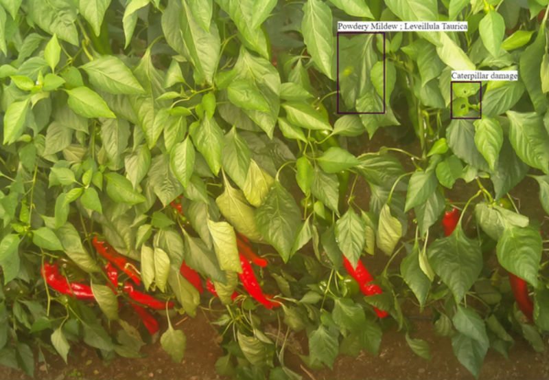 Computer Vision Ag startup Prospera Raises $7m 5 image Computer Vision Ag startup Prospera Raises $7m 5 image