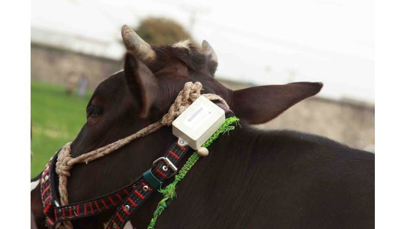 Cowlar: Bringing Smart Sensors to the Dairy Farm 6 image