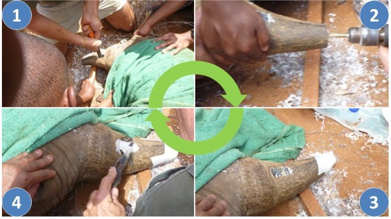 The Internet of Life and Kerlink saves Black rhinos via sensor implants in horns 2 image The Internet of Life and Kerlink saves Black rhinos via sensor implants in horns 2 image