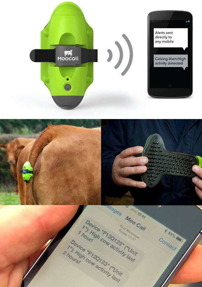 Wireless Calving Alert Sensors: Moocall