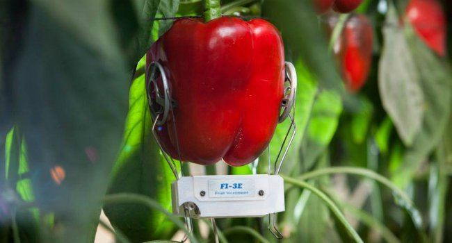 Phytech Pepper Sensing