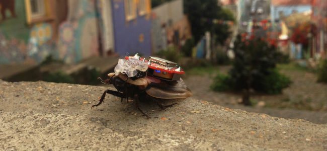 RoboRoach