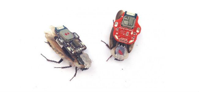 RoboRoach