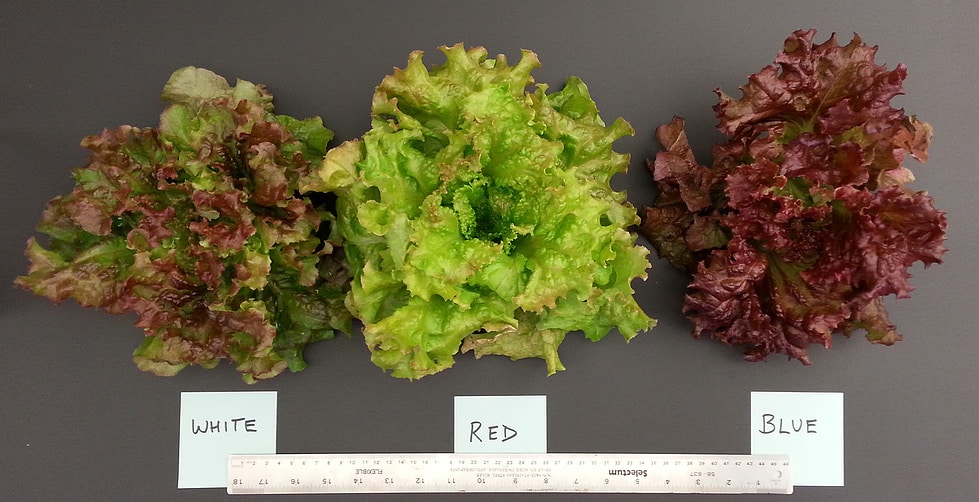 Lettuce Color