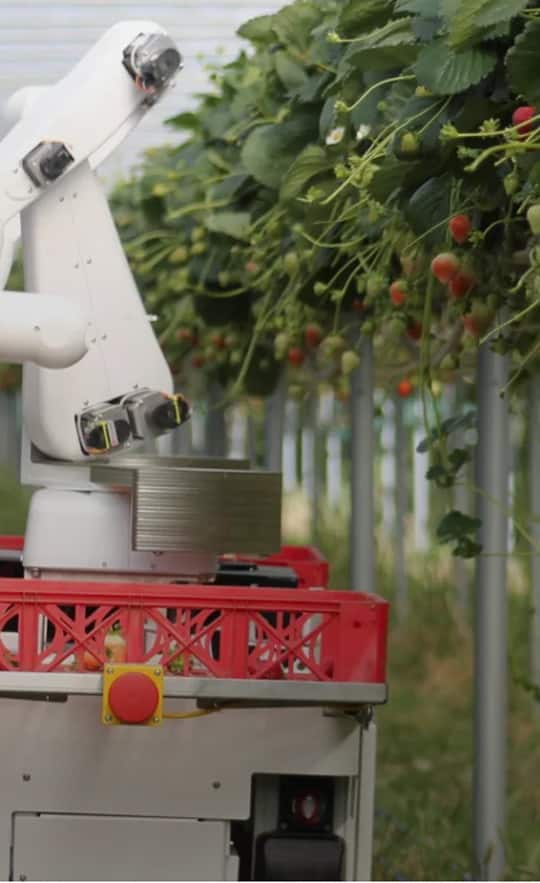 Strawberry Harvesting