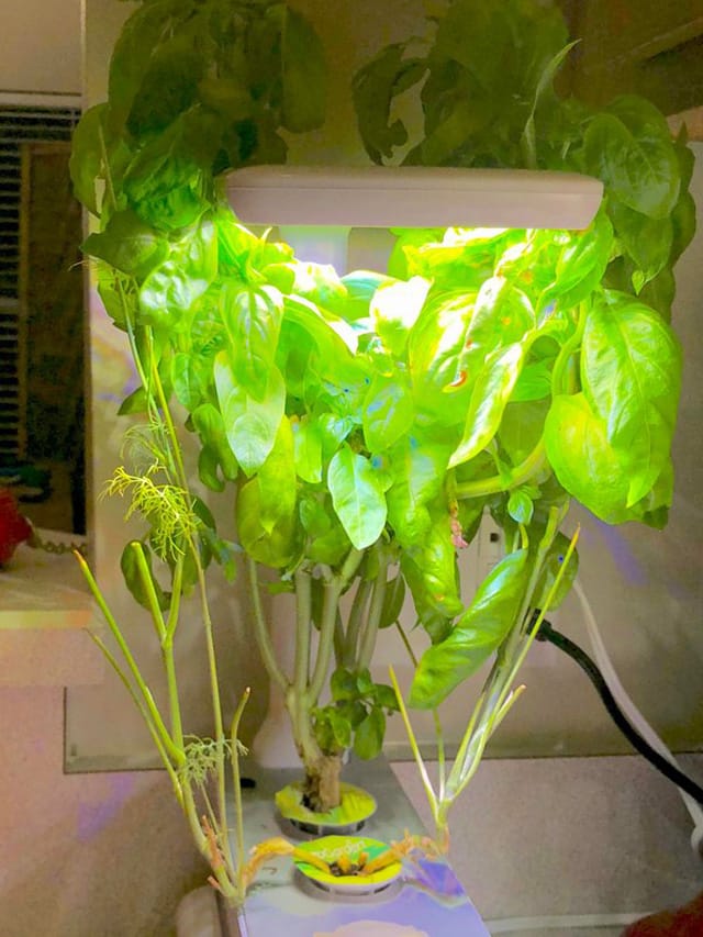 Click and Grow Basil