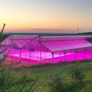 Case Study Lumigrow greenhouse