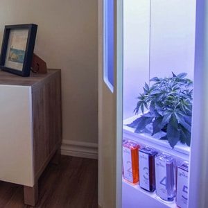 Top Rated Automated Grow Boxes 2019 Indoor Home Cannabis