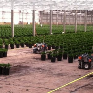 greenhouse spacing robots